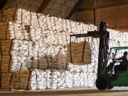 تامین و توزیع عمده شکر برزیل